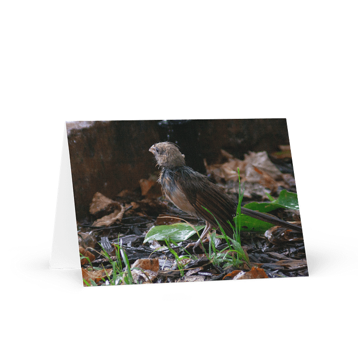 Rainy Day Bird Greeting Card product image (1)