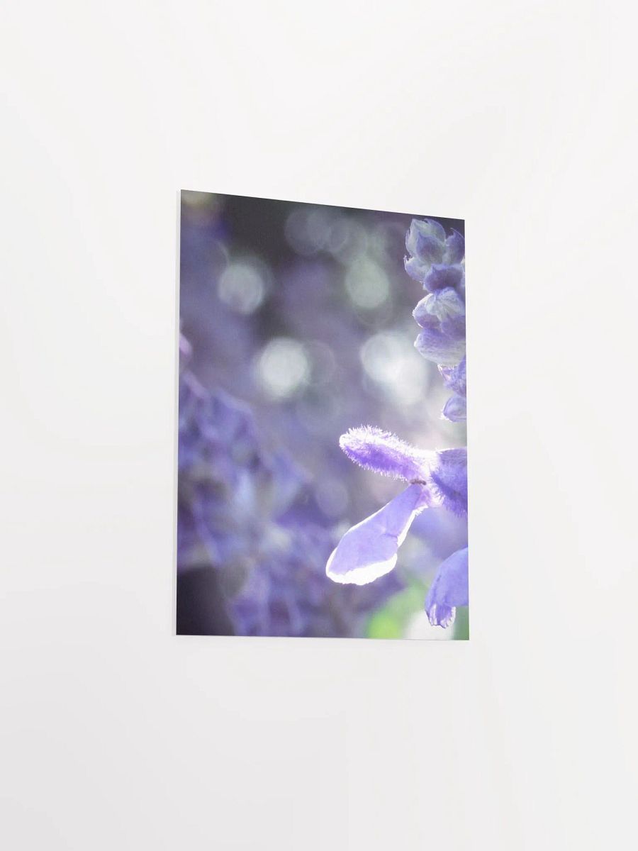 Wisteria 5 product image (32)