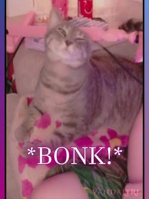 mic bonk #cat #livestream #gaming