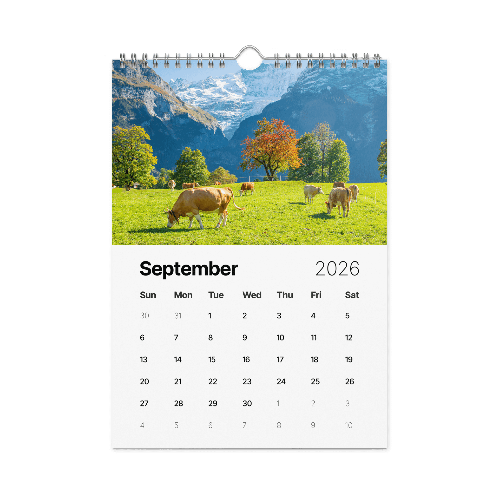 Swiss Cow Calendar 2026 product image (10)