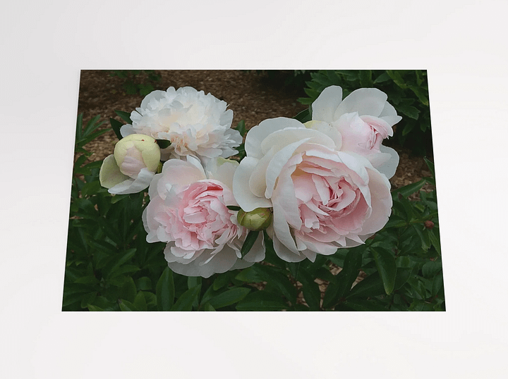 Whisper Pink Peonies product image (2)