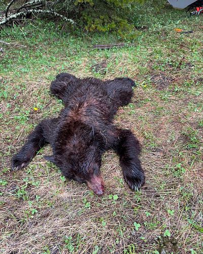 Views from our cohosts @quintin_shuman_’s successful bear hunt from this past week giving us a glimpse into Montana in the sp...