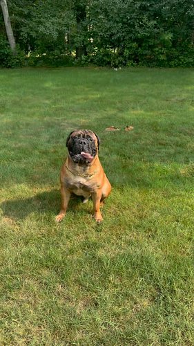 Raw footage of GH😈ST’s son BRUCE living his best life with the Doherty’s 🫶🏽

🐾 
🐾
🐾
🐾
🐾
#mastiff #mastiffsofinstagram #mastif...