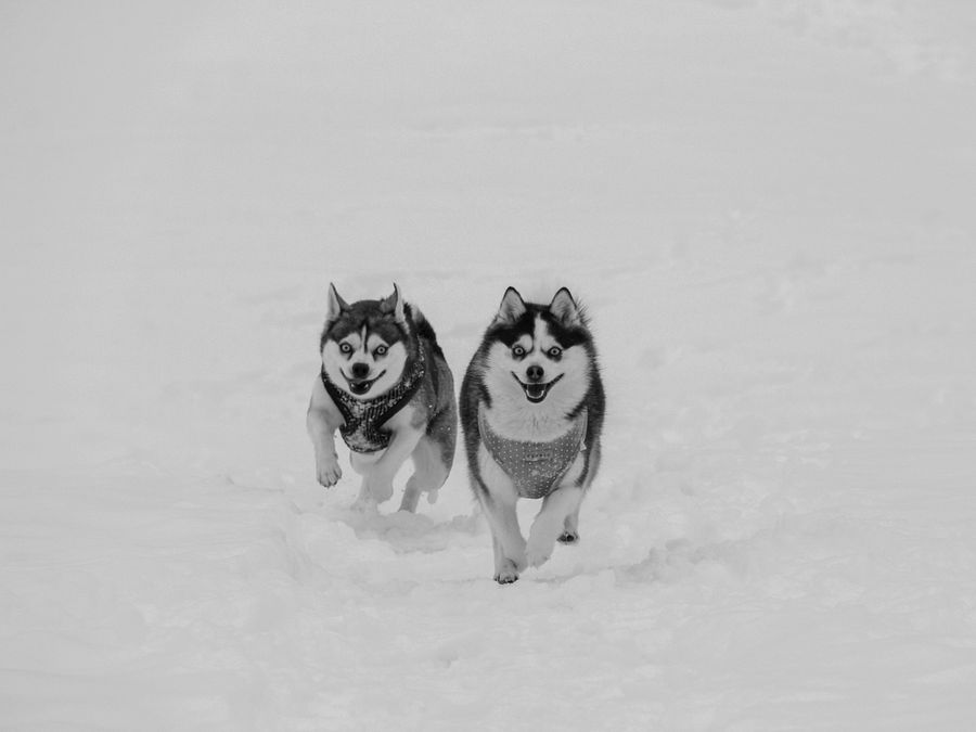Klee Kai brother and sister running on the snow - B&W product image (6)