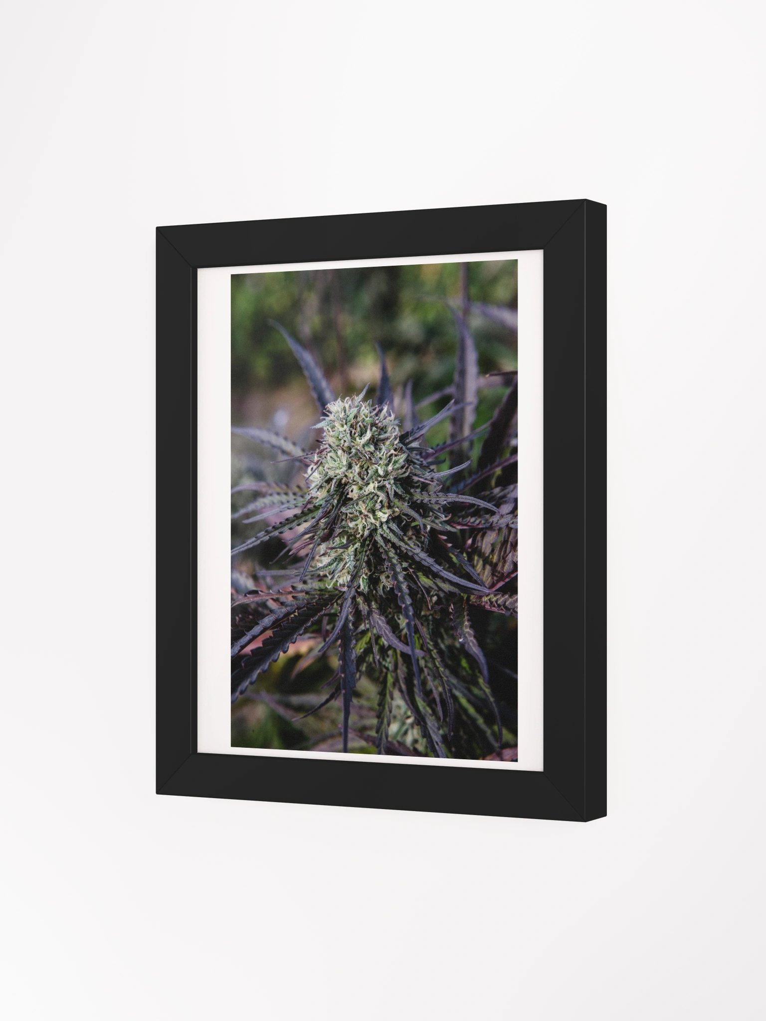 Royal Purple Cultivated Framed Poster Print product image (3)