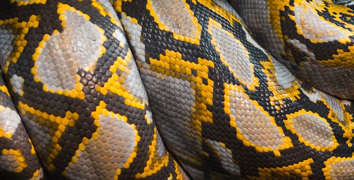 Mochino Reticulated Python Scales product image (1)