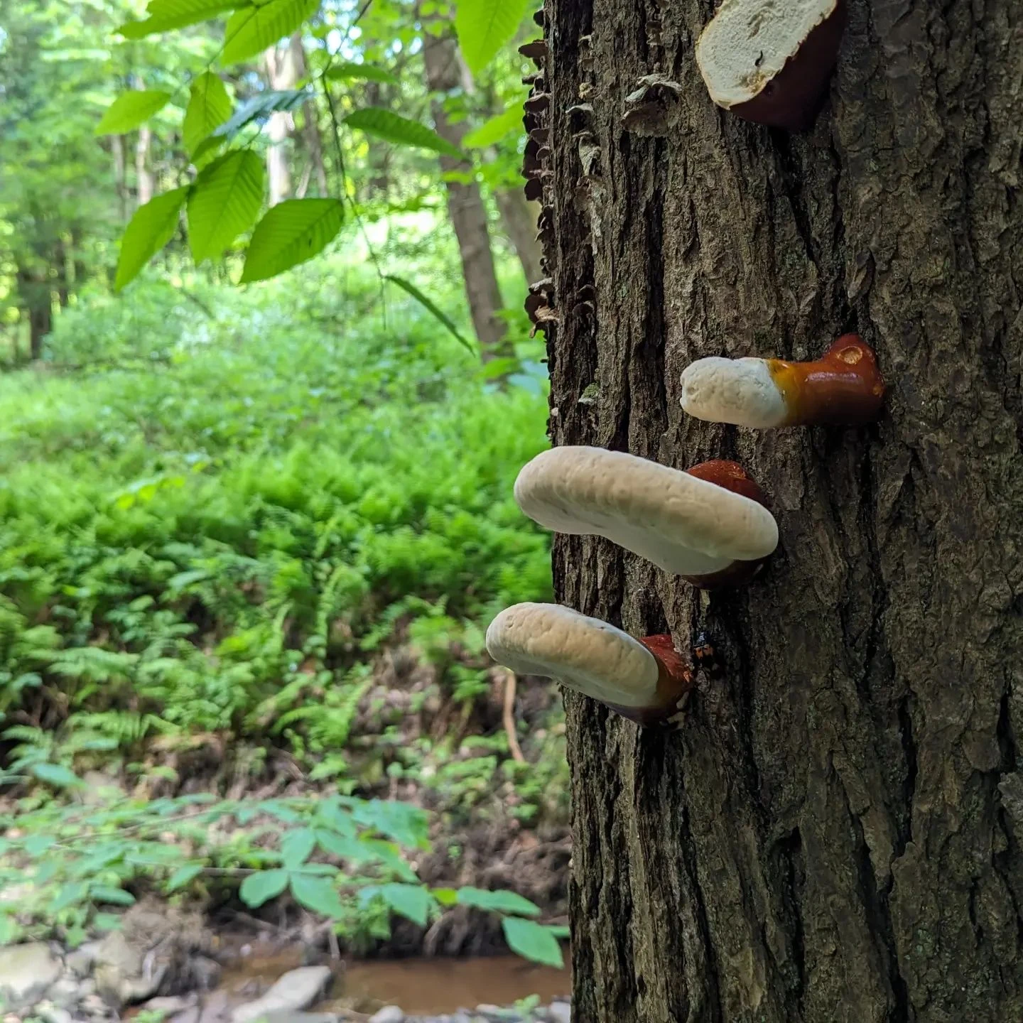 We had some nice weather over Memorial Day Weekend, so I took a nice long hike. Video tonight at 8 30pm over on my YouTube ch...