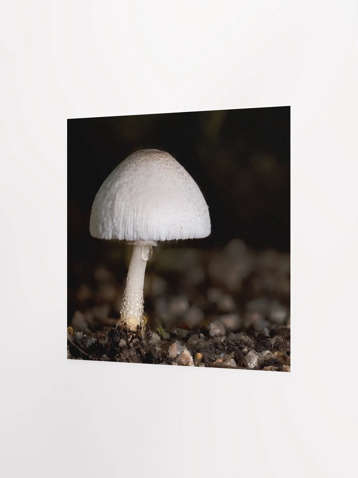Leucocoprinus Print product image (3)