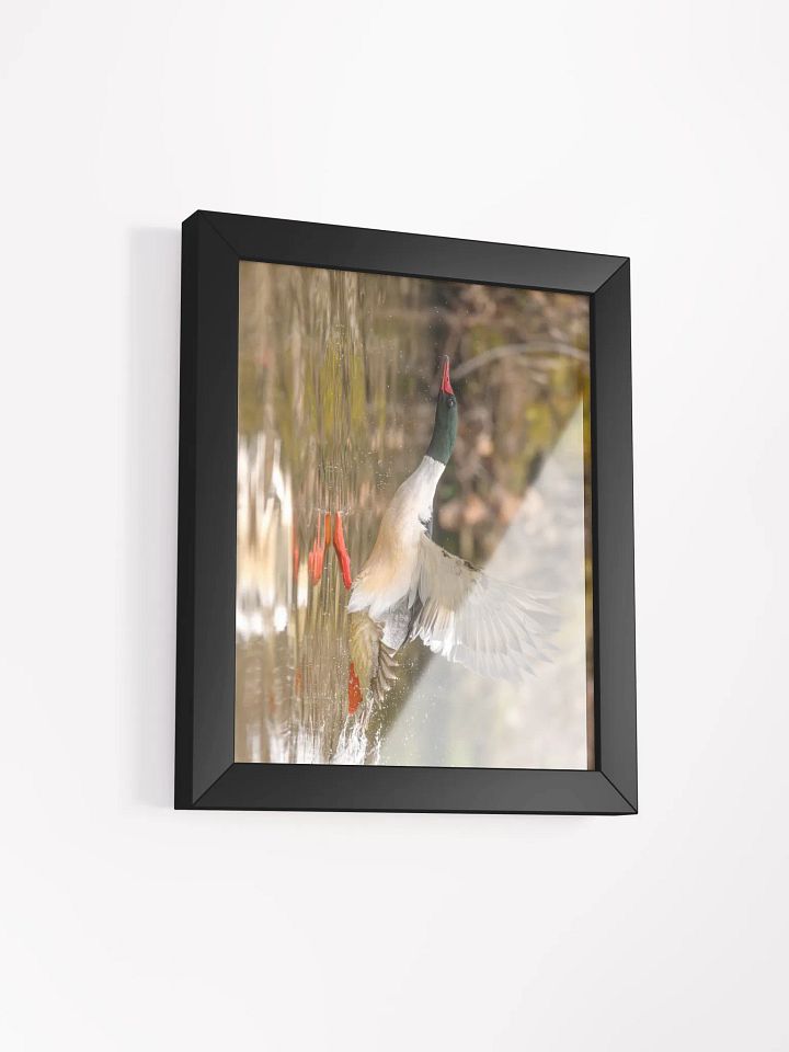Gliding Merganser product image (22)