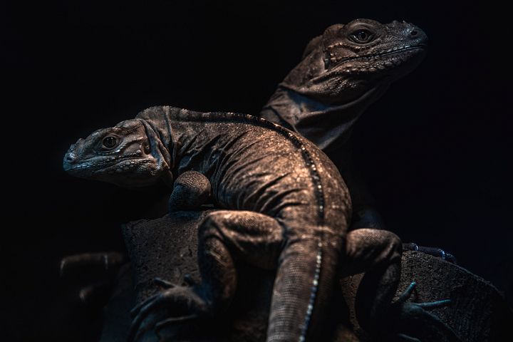 Baby Rhino Iguans product image (1)
