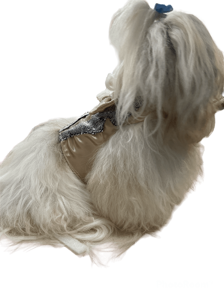 Smoking Star Fashion - Modelagem Pet PDF product image (2)