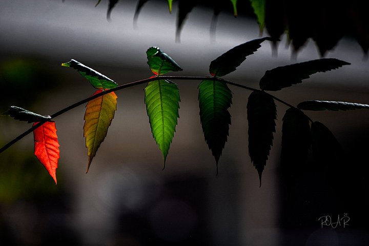 A Rainless Rainbow product image (2)