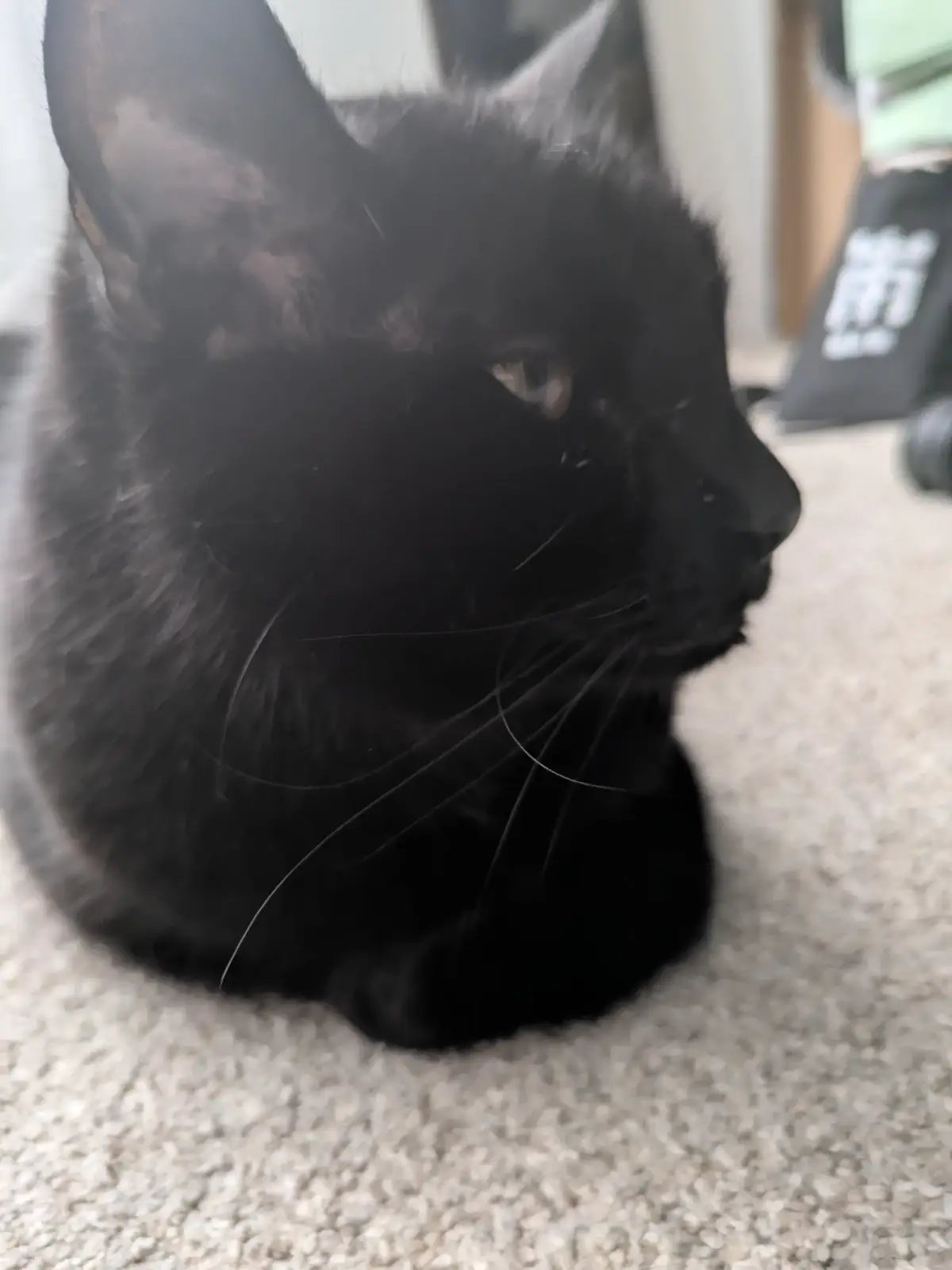 What could the infamous Samuel L. Catson be thinking about? Long walks on the beach or something more basic such as lasagna? #cats #blackcats #catsoftiktok #relaxing #thinkingabout 