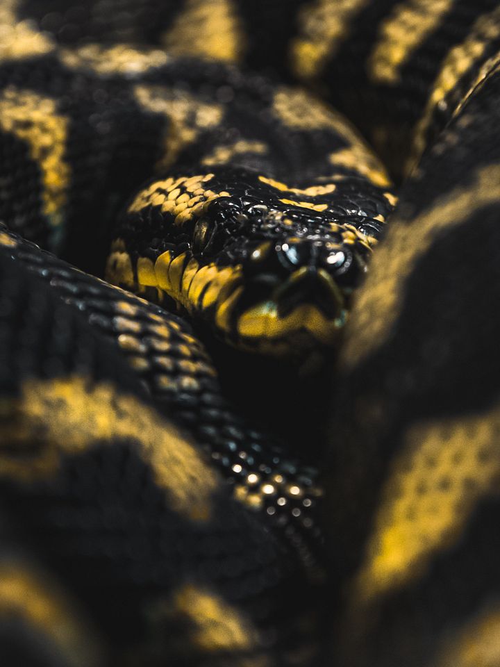 Jungle Carpet Python product image (1)