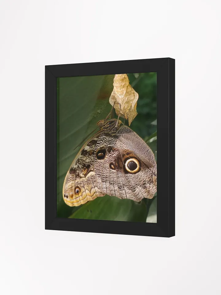 Tropical Owl Butterfly Framed Poster product image (1)