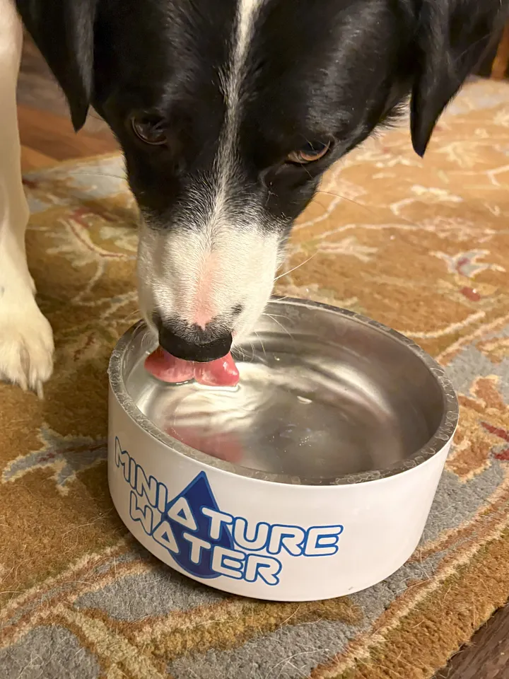 Miniature Water Bowl product image (6)