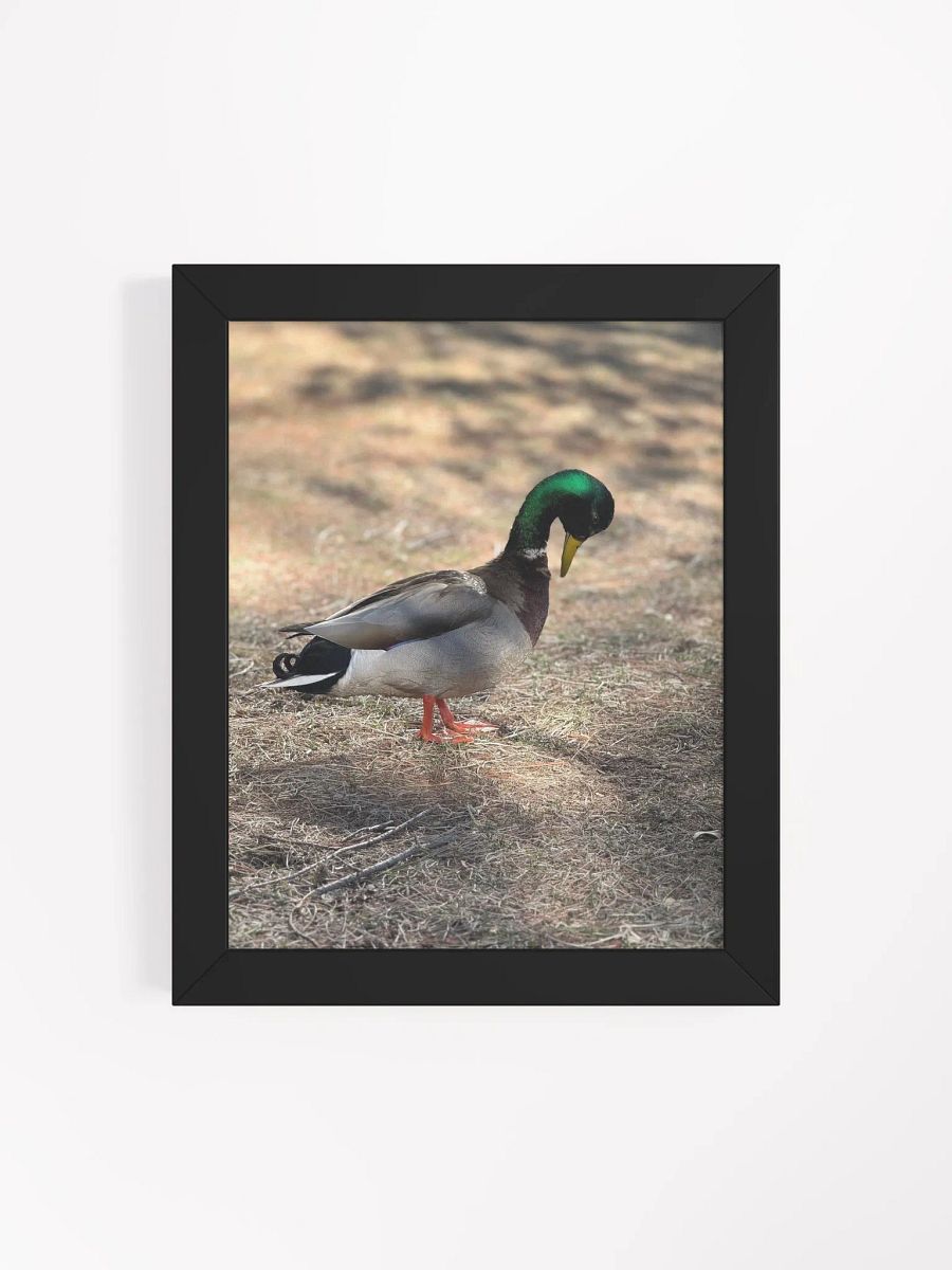 Duckie Contemplating product image (36)