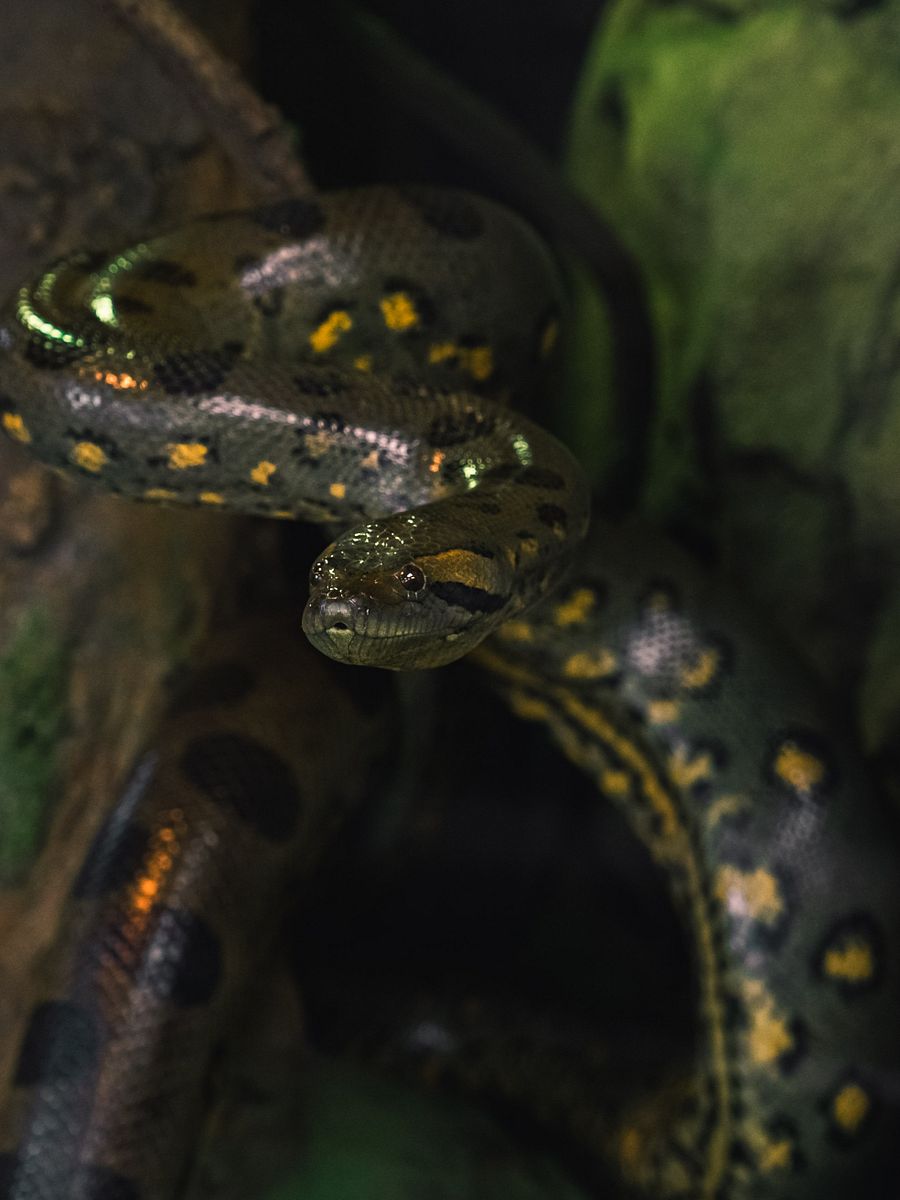 Green Anaconda Perched #1 product image (1)