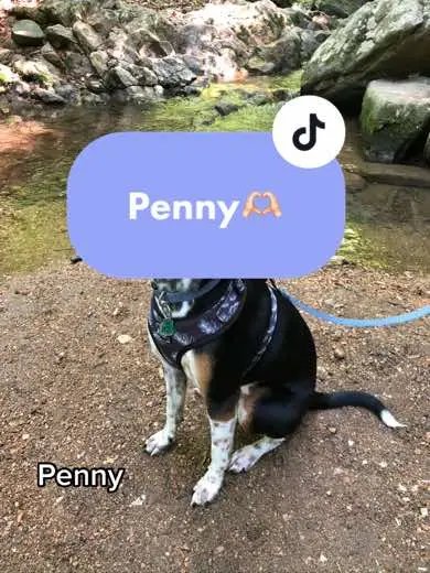 More Penny content for you 🥹🫶🏻 #rescuedog #satodog #streamerdog #cassie 