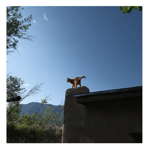Who watches the watchcat? #oblio