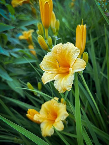 Absolutely obsessed with with flowers #lily #flower