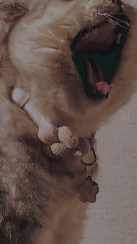 Beautiful morning 🌦️

#cats 
#catsofinstagram