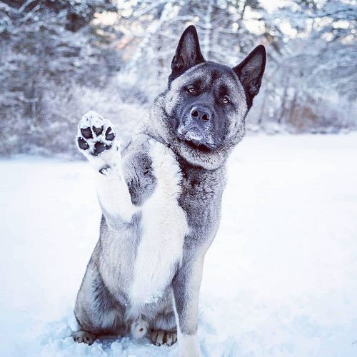 Hi five! 🐕🐾We have snow!
.
.
.
.
#akita #akitadog #akitapuppy #snowdog #todaysnow #akitainsnow #winter2020 #notcold #furfrien...