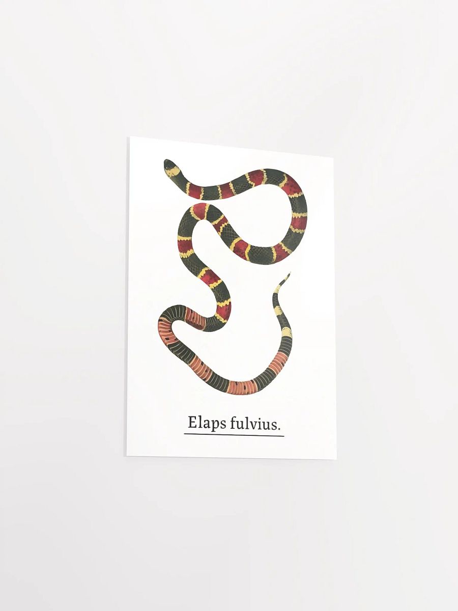 Elaps fulvius. product image (4)