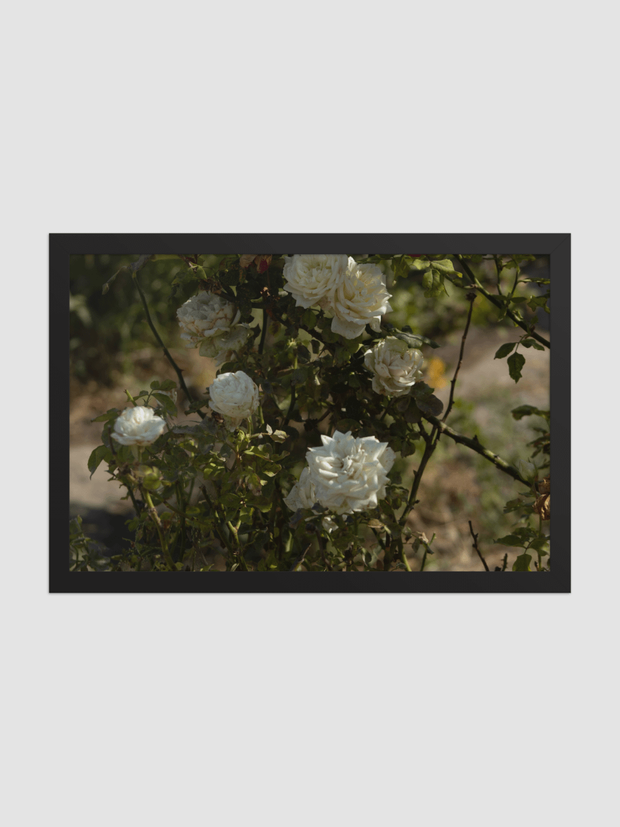 White rose bush Framed photography Poster product image (1)