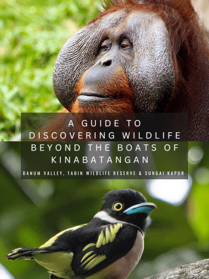 A Guide to Discovering Wildlife Beyond the Boats of Kinabatangan: Danum Valley, Tabin Wildlife Reserve, and Sungai Kapur product image (1)