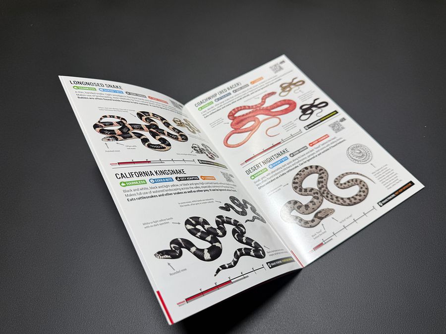 Snakes of Phoenix – Snake ID & Info For Everyone From Hikers To Homeowners product image (2)