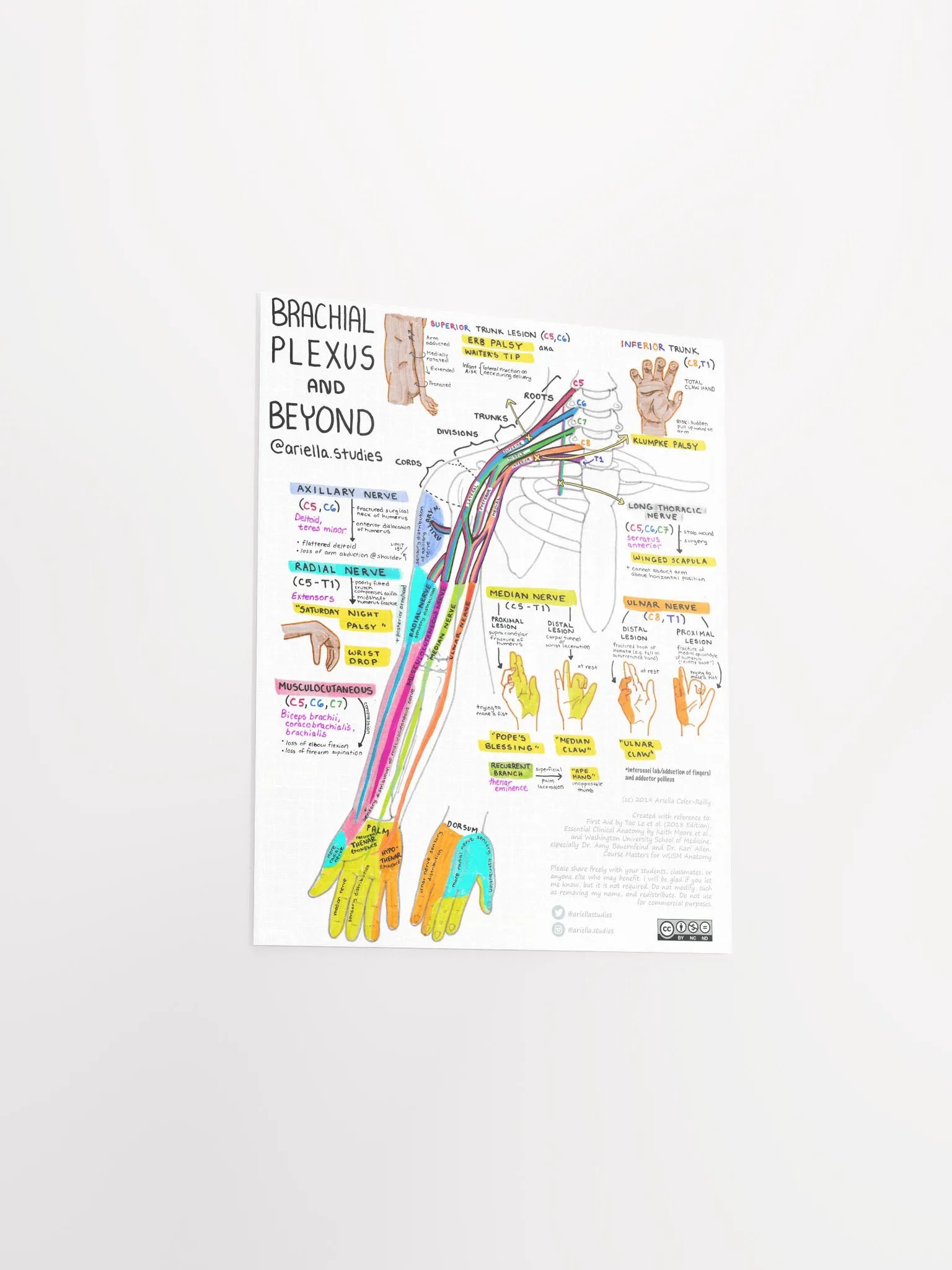 Brachial Plexus Poster product image (3)