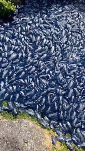 Velella velella.