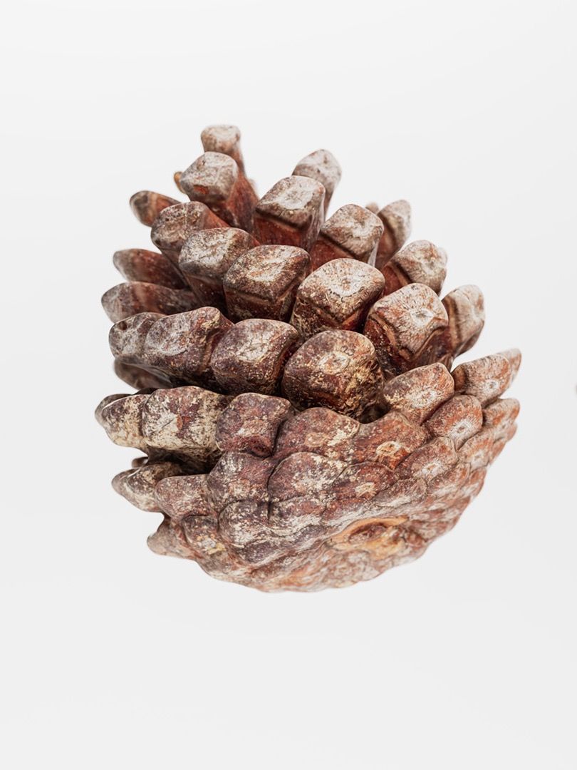 Pinecone - 3D Scan product image (3)