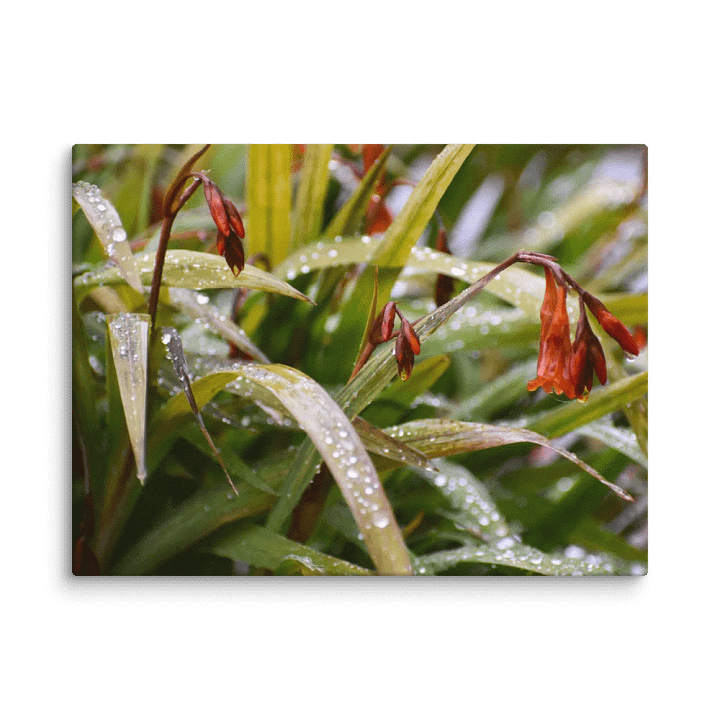 Canvas: Höstlilja Raindrops product image (11)