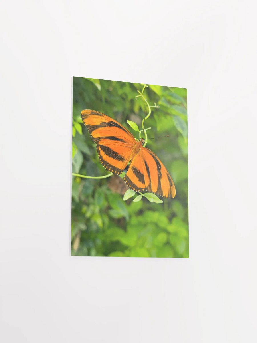 Banded Orange Longwing Tropical Butterfly Matte Poster 5x7" product image (3)
