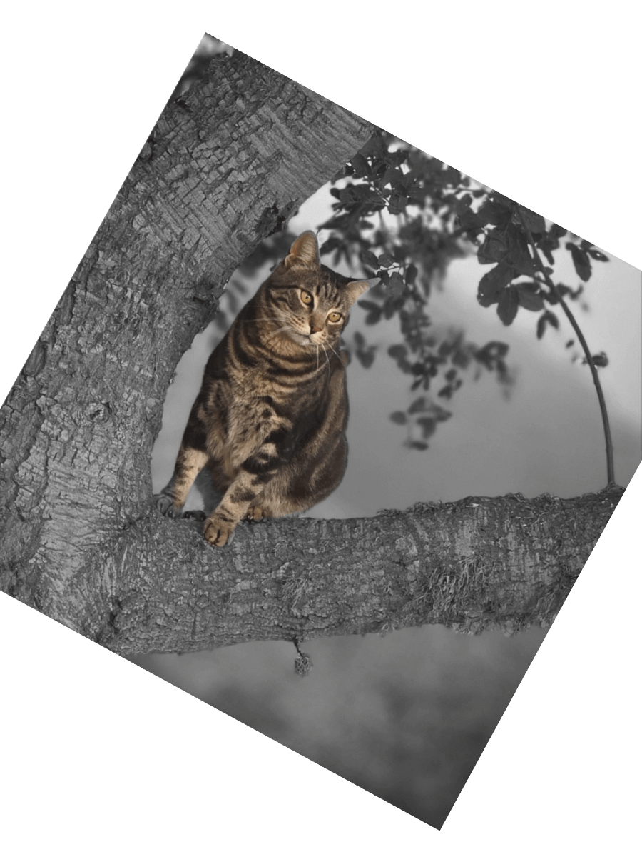 Whiskered Wanderlust Stickers product image (4)