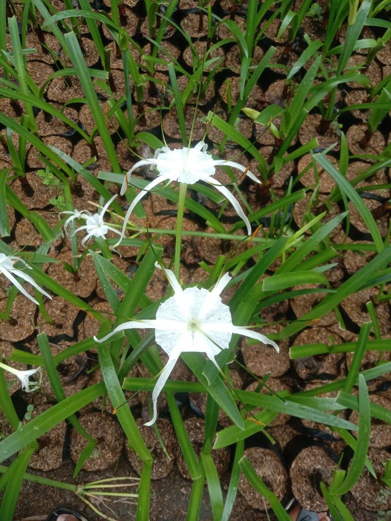 Tanaman bakung product image (1)