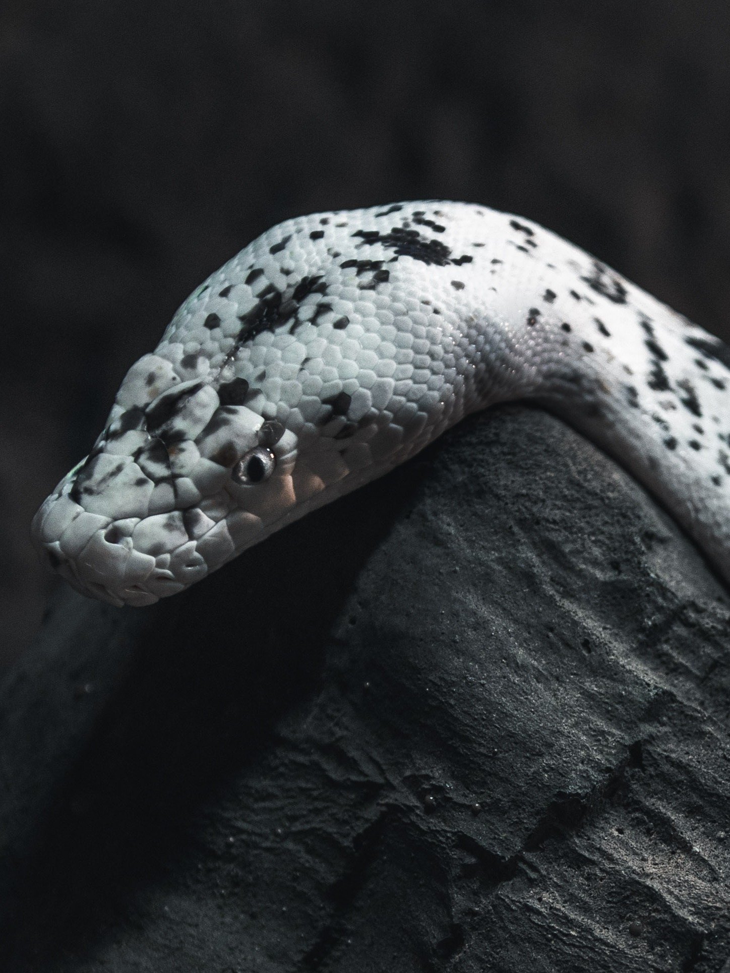 Cow Retic #2 product image (1)