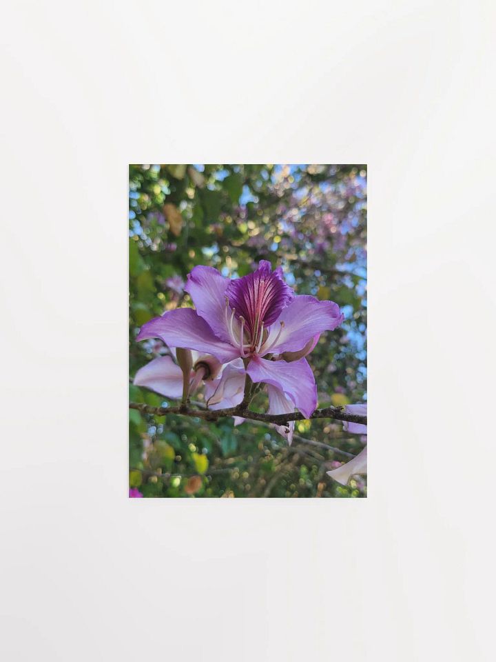 Orchid Tree product image (4)