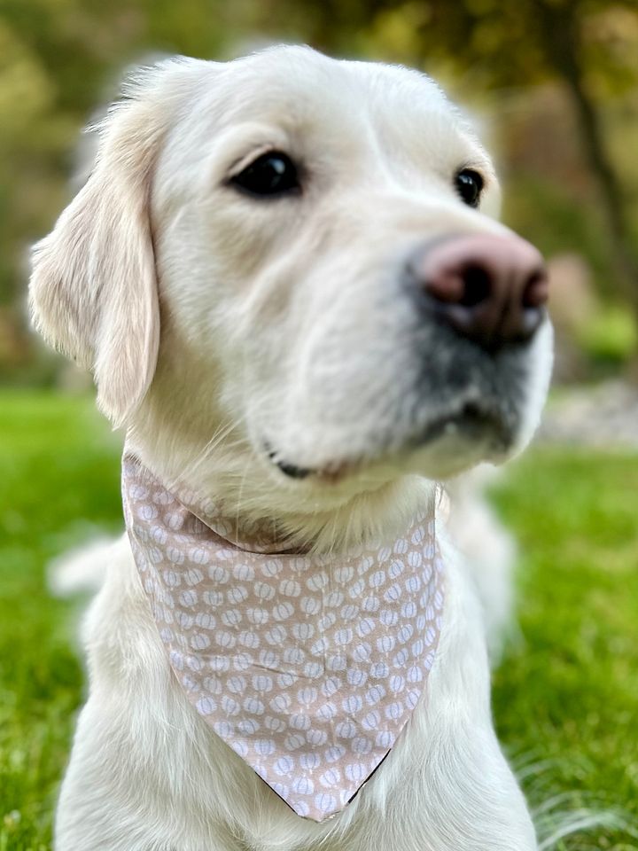 Reversible Paw Prints & Pumpkins Bandana product image (2)