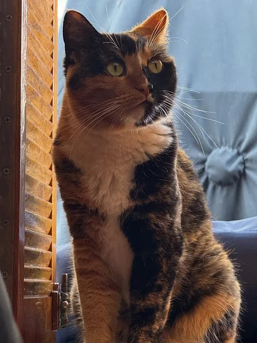 Today is National Cat Day, and marks exactly the day seven years ago when she found me in the dumpster. It was National Cat D...