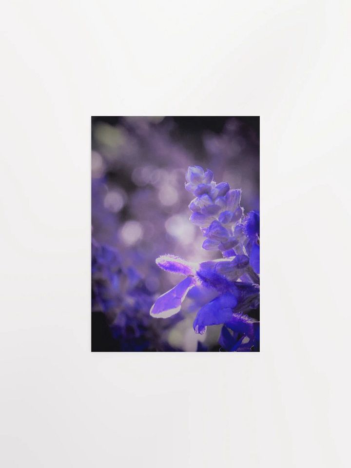 Wisteria 4 product image (13)