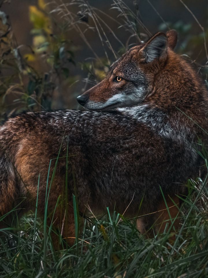 Coyote product image (1)