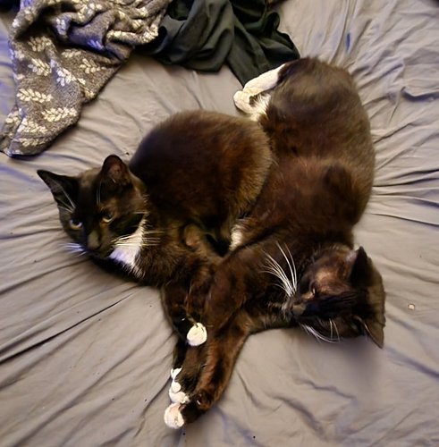 Your Daily Cute:  Cuddle Boys.  #tuxedotwins #dailycute #yourdailycute