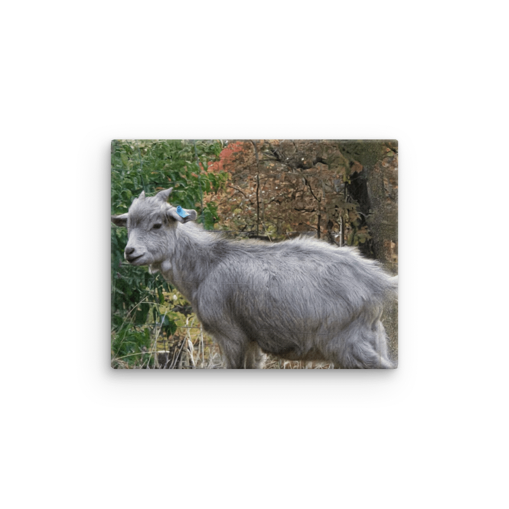 Autumn Goat Thin Canvas Print product image (1)