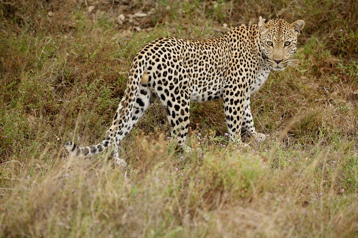 Leopard product image (1)