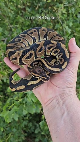 #ballpython #ballpythons #ballpythonbreeder #ballpythonsofinstagram #reptiles #nwballpythons #emeraldcityreptiles #ballpython...