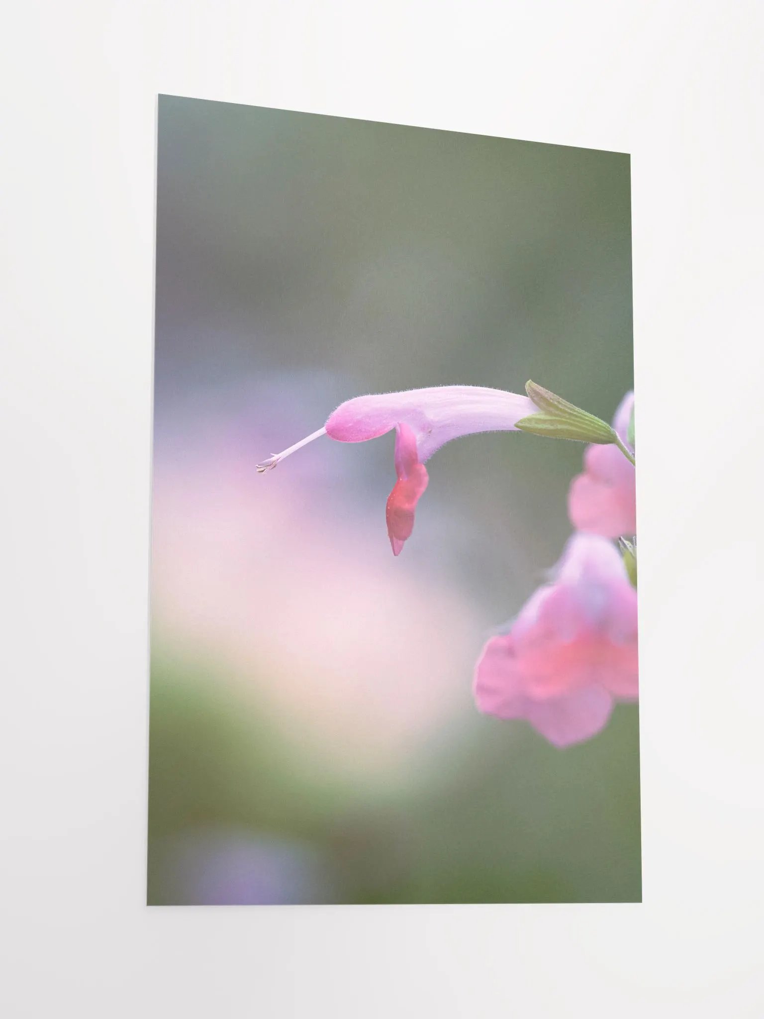 Pink Hummingbird Flower product image (5)