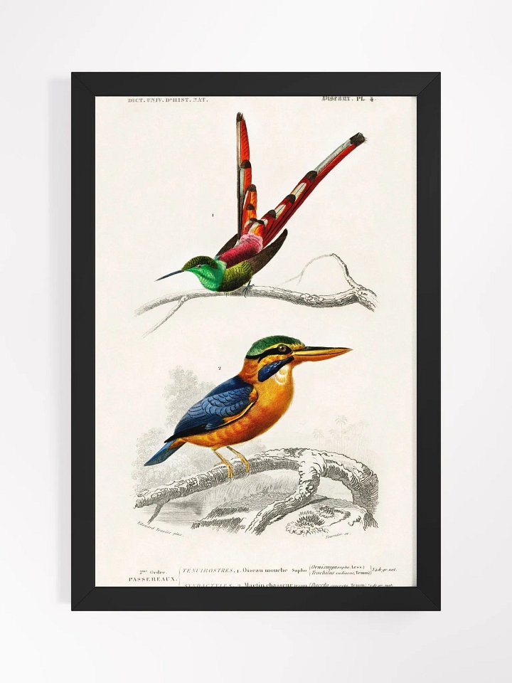 Different types of birds product image (1)